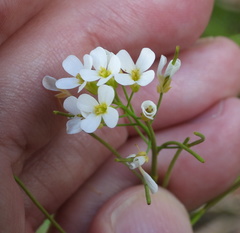 Arabidopsis suecica