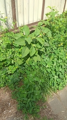 Phytolacca acinosa