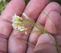 Arabidopsis suecica