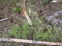 Arabidopsis suecica