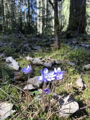 Hepatica nobilis
