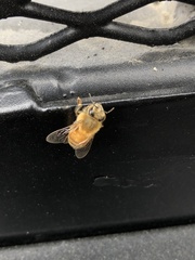 Apis mellifera