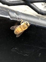 Apis mellifera