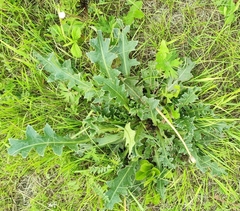Carduus nutans leiophyllus