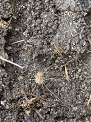 Rilaena triangularis