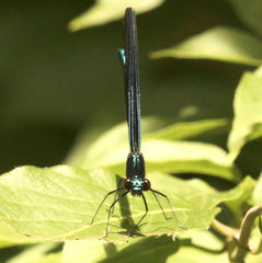 Calopteryx maculata