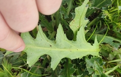 Carduus nutans leiophyllus