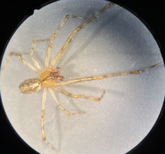 Theridion murarium
