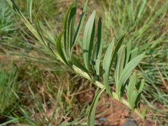 Callilepis salicifolia