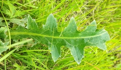 Carduus nutans leiophyllus