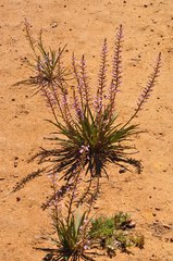 Stylidium confluens