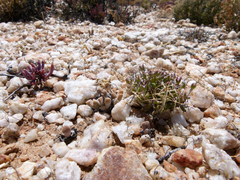 Cephalophyllum pillansii