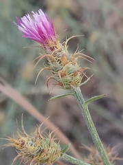Centaurea parviflora