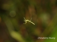 Ariamnes cylindrogaster