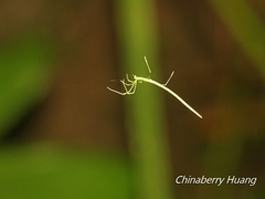 Ariamnes cylindrogaster