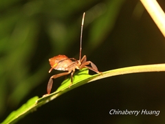 Pseudomictis obtusispinus