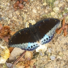 Lexias pardalis