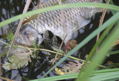 Emys orbicularis