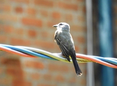 Tyrannus melancholicus