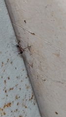 Myrmarachne melanocephala