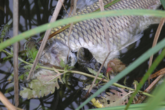 Emys orbicularis