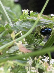 Chrysolina oricalcia