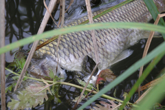 Emys orbicularis