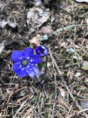Hepatica nobilis