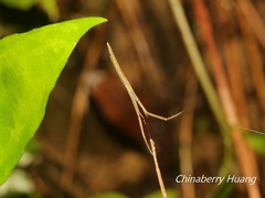 Miagrammopes orientalis
