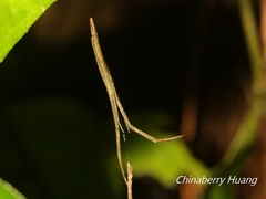 Miagrammopes orientalis