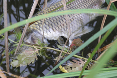 Emys orbicularis