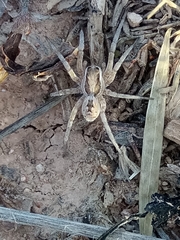 Lycosa hispanica