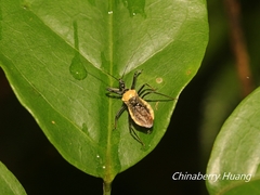 Biasticus flavinotus