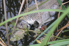 Emys orbicularis