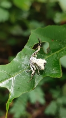 Phrynarachne decipiens