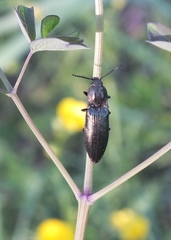 Selatosomus aeneus