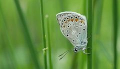 Polyommatus escheri