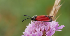 Zygaena rubicundus