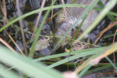 Emys orbicularis
