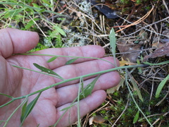Arabidopsis suecica