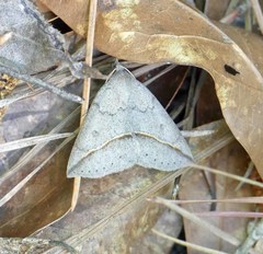 Argyrostrotis flavistriaria