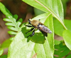 Laphria virginica
