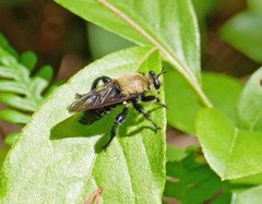 Laphria virginica