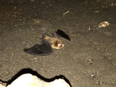 Mormoops blainvillei