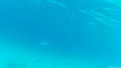 Tylosurus crocodilus