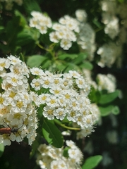 Paracorymbia