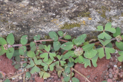 Euphorbia lineata