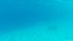 Tylosurus crocodilus