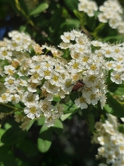 Paracorymbia