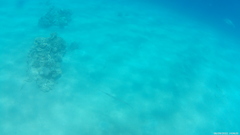 Tylosurus crocodilus